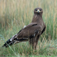 Indian Spotted Eagle